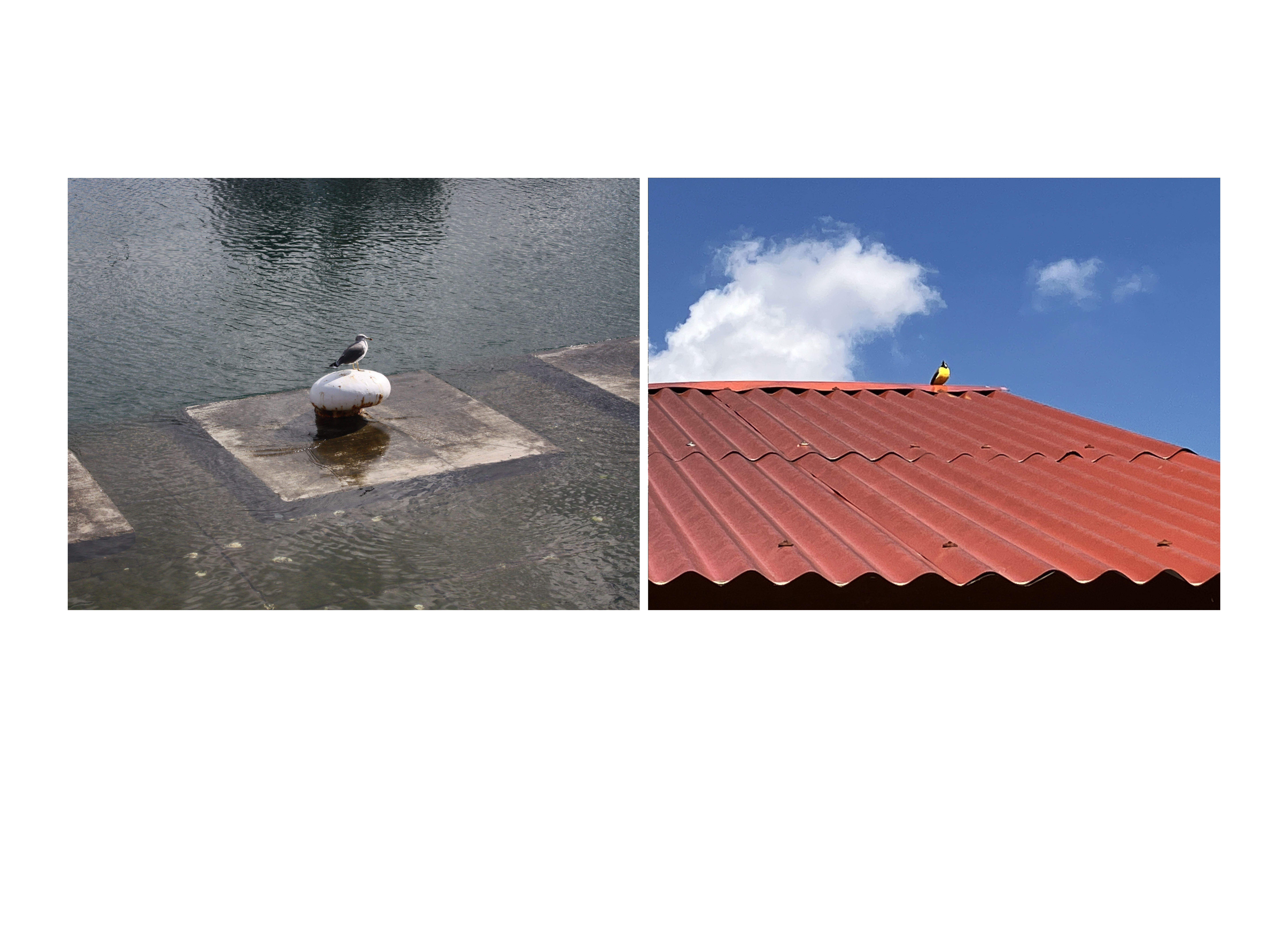 응시, c-print, 56x76cm, 2025