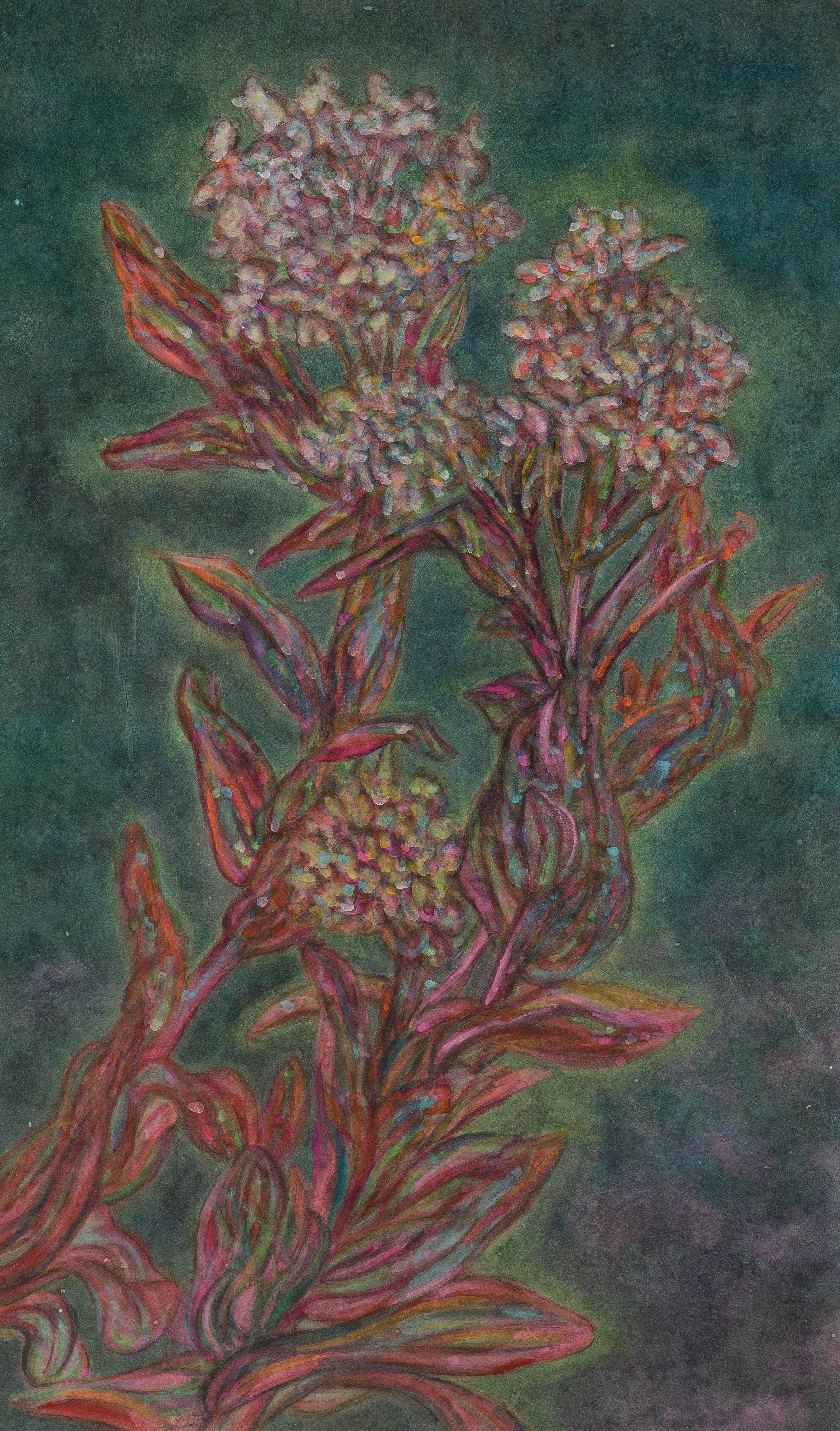 새벽의 왕-머위, 장지에 주묵, 분채, 콘테, 50x30cm, 2024