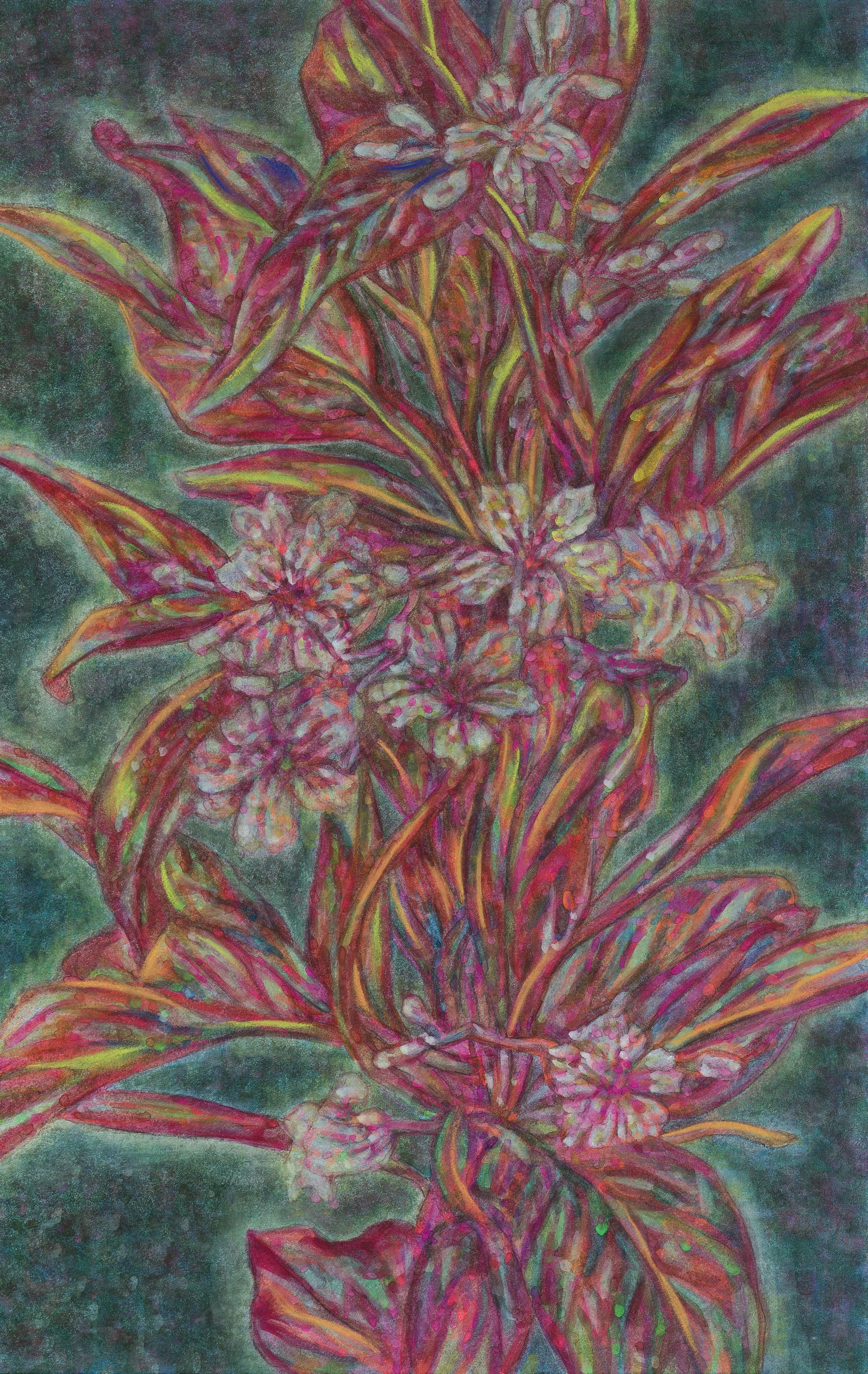 새벽의 왕-계요등, 장지에 주묵, 분채, 콘테, 45.5x28.5cm, 2025