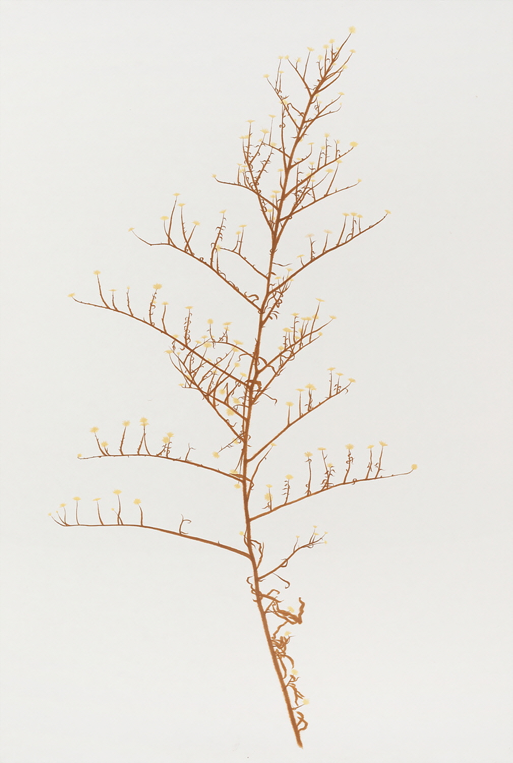 3F Gallery, M'cube 손승범, 불꽃놀이 (A fireworks) 193.9×130.3cm 장지에 채색 2022